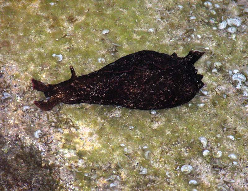 Aplysia punctata